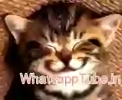 Happy Birthday Wish Whatsapp Video