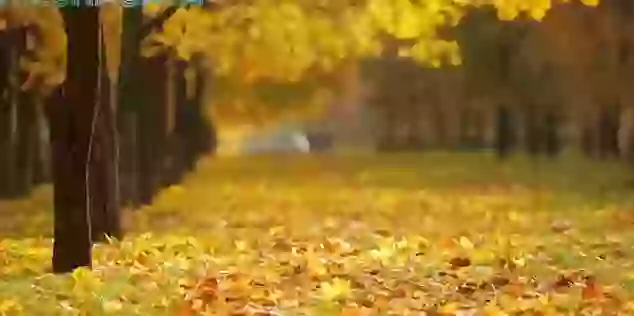 Rath Yatra Whatsapp Status Video