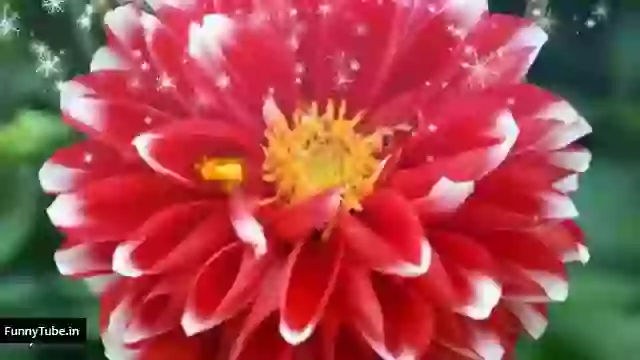 Happy Sunday New Whatsapp Status 2018