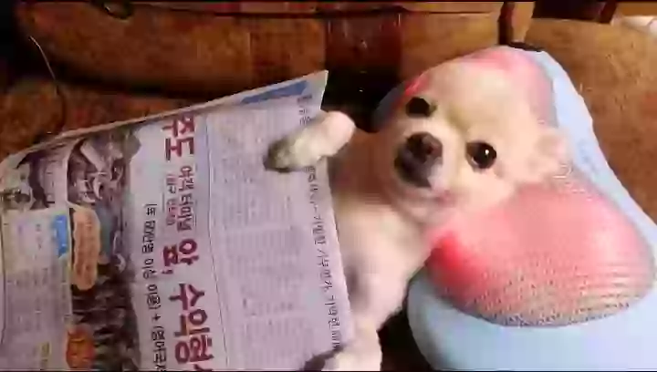 Happy navratri wish video for whatsapp