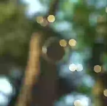 Happy Maharashtra Day Greeting Status Video