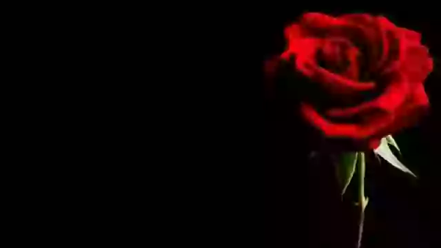 Happy Valentines Day Status Video 2019