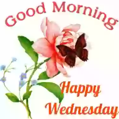 Happy Wednesday Good Morning WhatsApp GIF