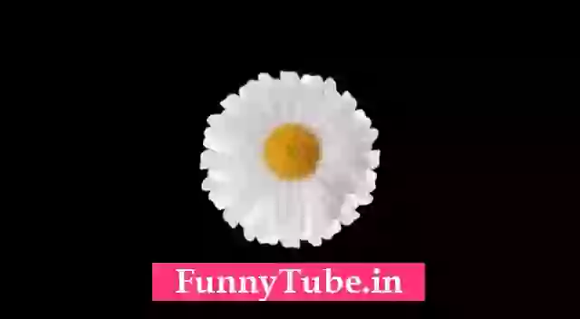 Have A Nice Day Good Morning GIF