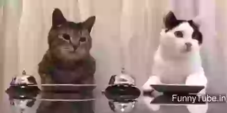 Hello Boss Tring Tring