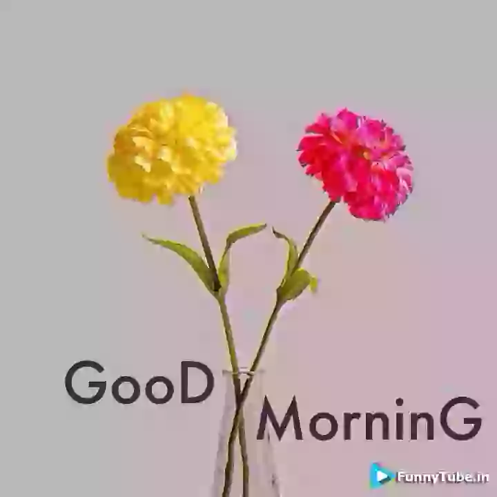 Hello Good Morning Wish Video