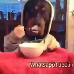 Hilarious Human Transplant Ever