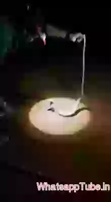 Hilarious Snake Video