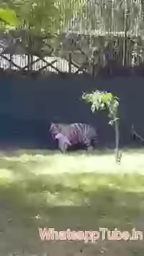 Hilarious Tiger Attack