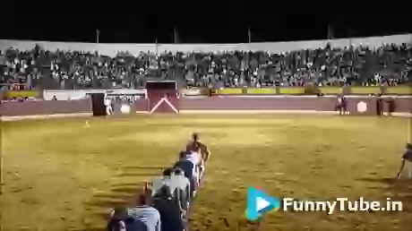 How You Can Survive From Bull