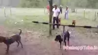 I Dont Care About Dogs