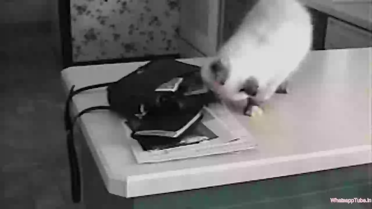 If animals did Black Friday