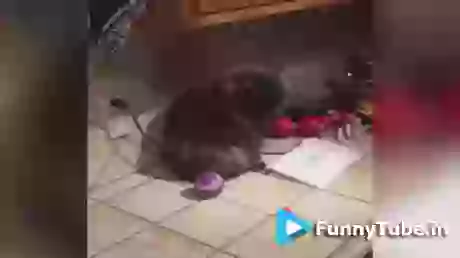 Its Just A Prank Bro Funny Cat GIF