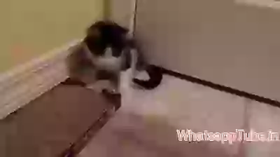 Kitty has only 2 legs