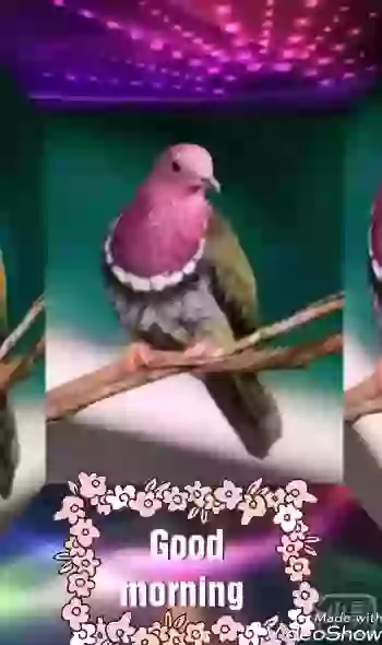 Koyal Boli Good Morning Video