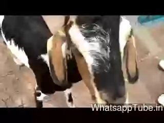Kya aapko bakra kiss pasand hai