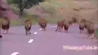 Lions queue