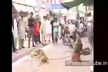 Monkey VS Dog Fight Funny Video