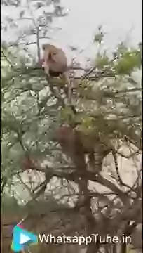 Monkey Vs Tiger Funny