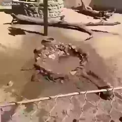 Monkeys In Swimming Pool Amazing Whatsapp Video