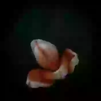 OM NAMAH SHIVAY special GIF