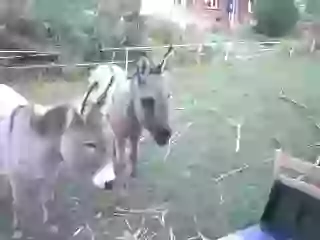 Oh Yes Donkey With Laptop