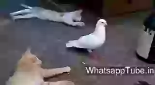 Parinda Yeh Bindas Hai