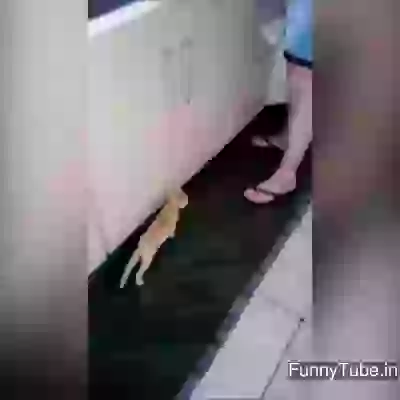 Pets can be a part of our family very nice video