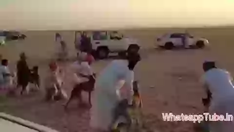Racing Dog Vs Runner In Dubai
