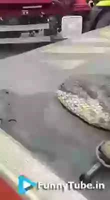 Real Anaconda Video