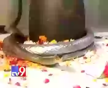 Real Snake in Lord Shiva temple