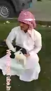 Shekh is Shaking the Cat