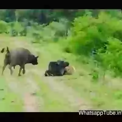 Sher Ki Bhi Kayamat Aa Gayi