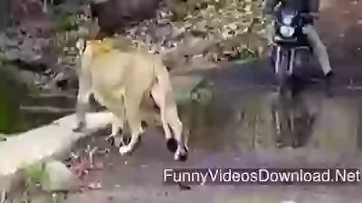 Sher Se Pungaa Interesting video