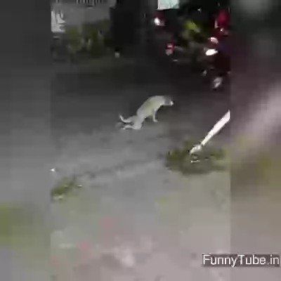 Singles on Valentine day be like