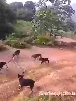 Snake Vs Dogs