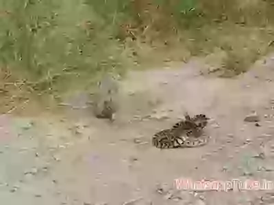 Squirrel devouring snake