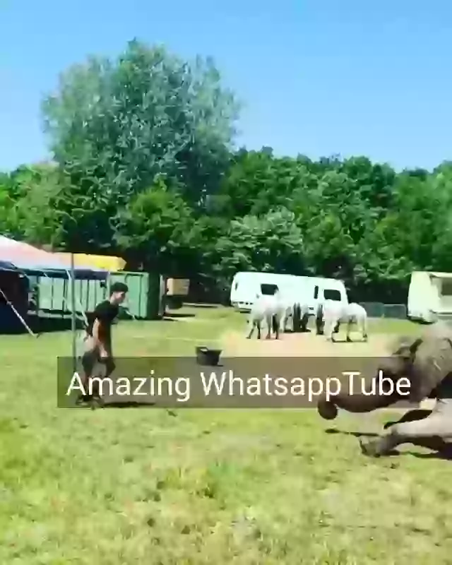 Stunt With Elephant Wow