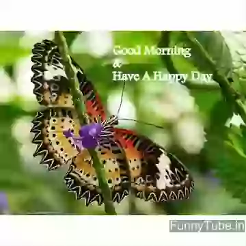Tamil Good Morning Whatsapp Video