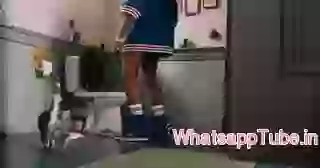 Teasing cat is dangerous