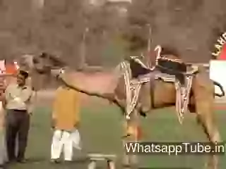 The camel Stunt video