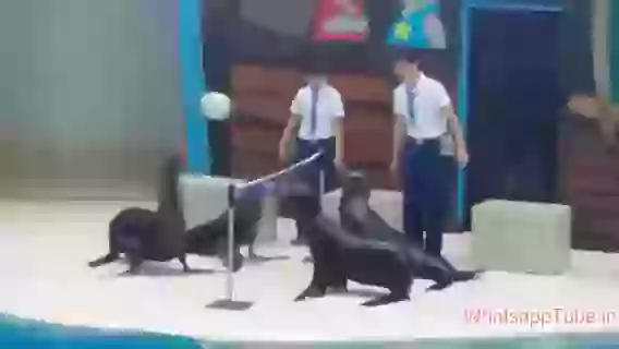 They Know How To Play Wally ball