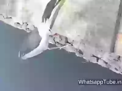 This Bird Have Good IQ Level
