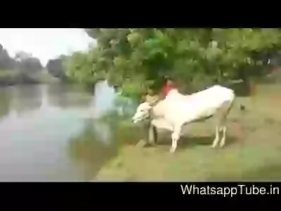 This Cow Can Swim As Well