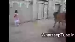 This Cow Is YoYo Fan