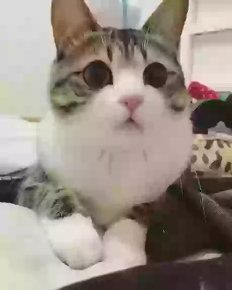 This Cute Cat GIF