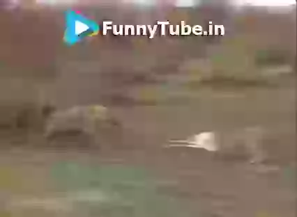 Thug Life In Wild Life