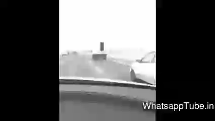 Tiger Falling From Truck On Highway