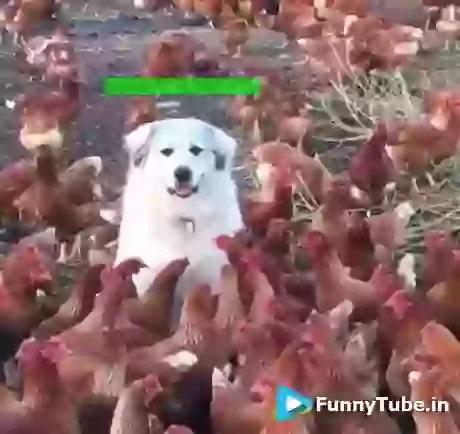 Ting Tong Funny Chicken GIF