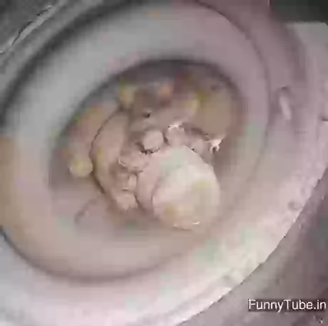 Tom And Jerry In Real Life Funny